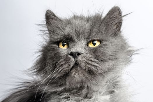 portrait of shaggy gray adult big fluffy cat on a light background