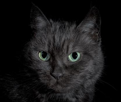 black angry discontented cat with bright green eyes sitting on a black background