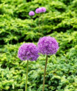 Lovely purple flowers in full bloom 