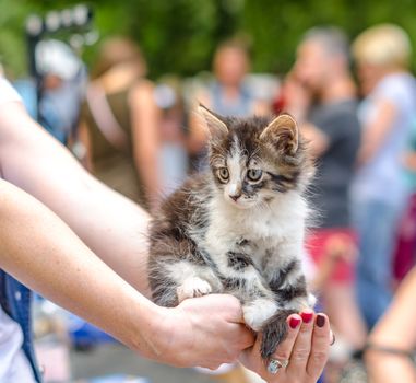pet care fluffy little tabby kitten on female outstretched arms with a ring and red manicure in a crowd of people