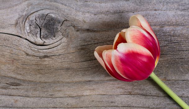 Single tulip on rustic wood with plenty of copy space. 