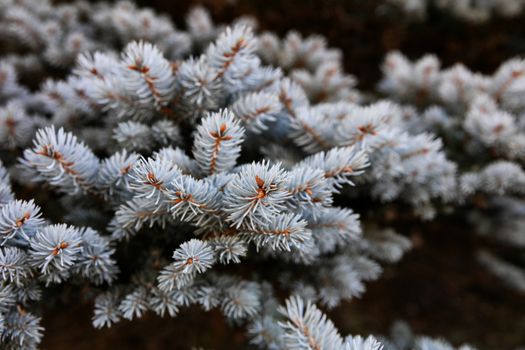 Real Blue spruce Christmas tree for the holiday season 