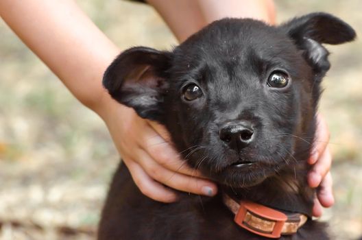 black purebred sad puppy in children's hands on the lawn