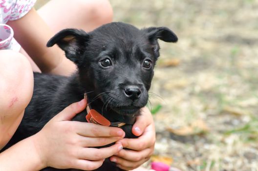 black purebred sad puppy in children's hands on the lawn