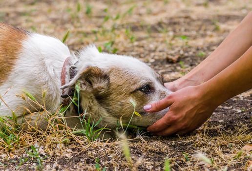 pet care outbred dog head in female hands on the ground