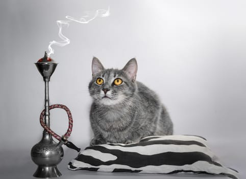 cat color silver tabby with bright yellow eyes sits on a striped black and white pillow next to the hookah and looks at the smoke