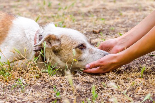 pet care outbred dog head in female hands on the ground