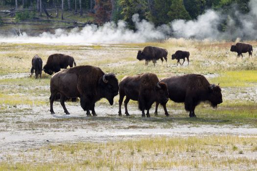 Horizontal image of a family of North American Buffalo with herd and hot springs in background within Yellowstone Park 