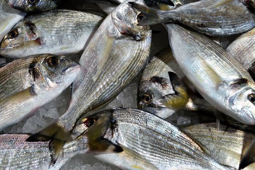 Fresh raw fish on ice for the market in close up view 