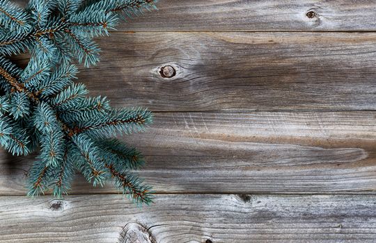 Christmas Tree Branch on Rustic wooden boards