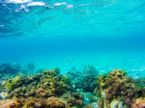 Colorful underwater vegetation in the Mediterranean sea, Malta