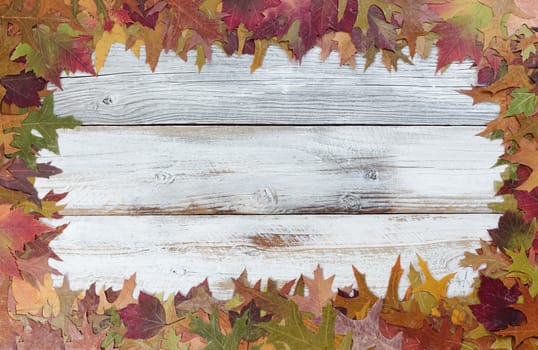 Autumn Thanksgiving foliage background on white rustic wood. Complete outside border with copy space in middle