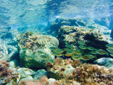 Colorful underwater vegetation in the Mediterranean sea, Malta