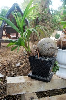 Use coconut to make bonsai.Coconut balls modified into ornamental plants.