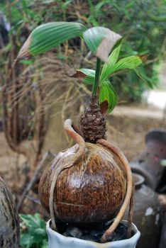 Use coconut to make bonsai.Coconut balls modified into ornamental plants.