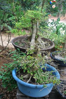 Modification of large trees into ornamental plants.
