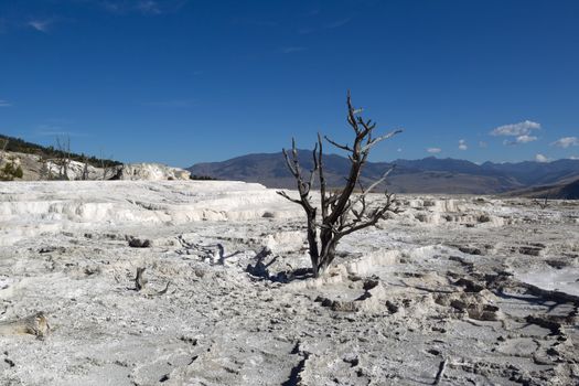 Horizontal image of a standing dead tree within the hot springs of Yellowstone National Park with blue sky and clouds in background