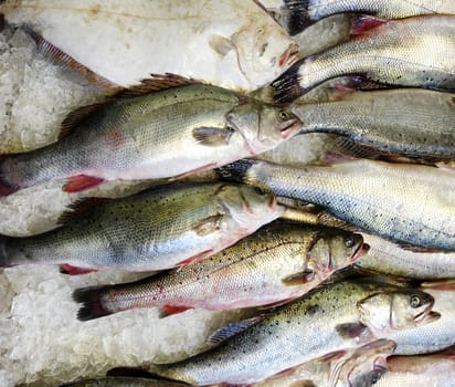 Fresh raw seafood on ice for the open market in close up top view format