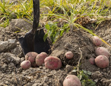 Red potatoes on ground with shovel and plants in background 