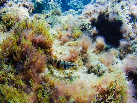 Colorful underwater vegetation in the Mediterranean sea, Malta