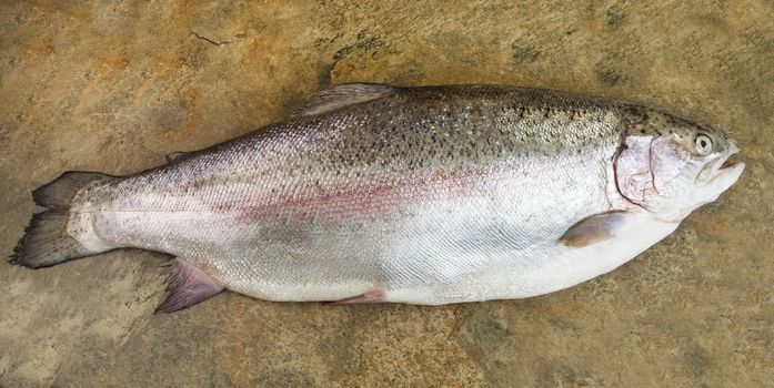 Horizontal photo of large trout on stone background 