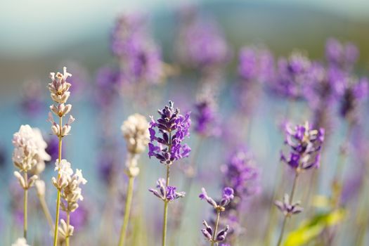 Closeup horizontal photo of a single, top part in focus, lavender flower with various other blurred out flowers and ocean in background 