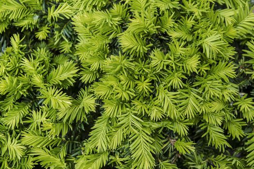 New needles growing from bush in late spring 