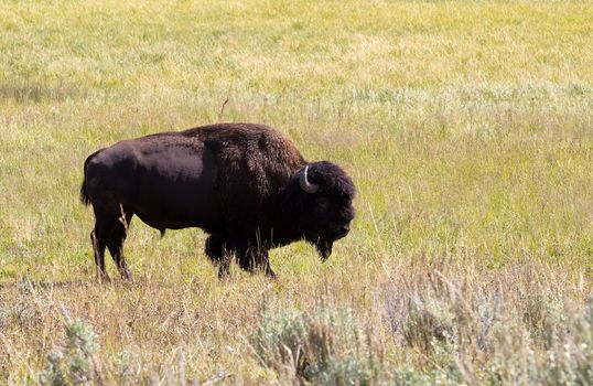 Side view of a single North American Bison (Buffalo) grazing in open prairie