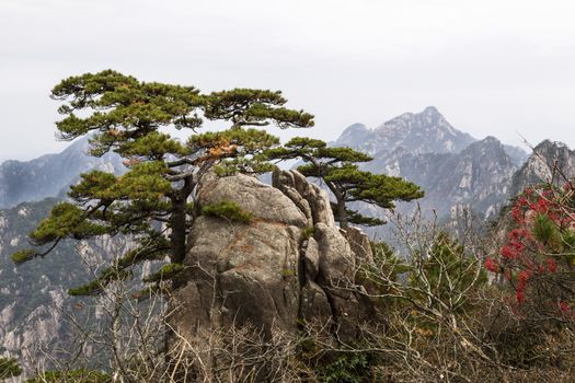 Twisted evergreen tree coming out of large rock with Yellow Mountain Valley and sky in background 