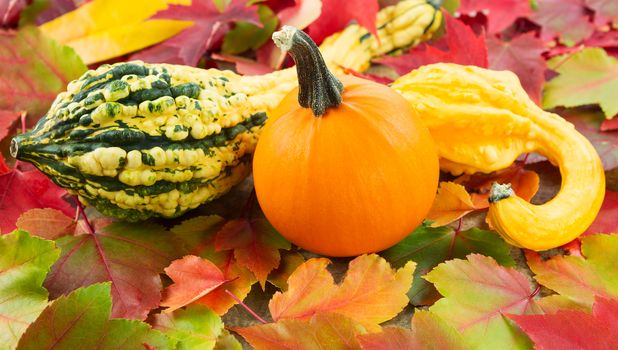 Horizontal photo of small pumpkin, up front, with decorative squash and autumn leaves