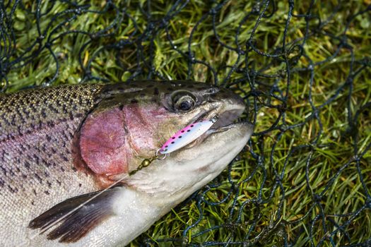 Large Rainbow Trout in net with lure in mouth on green grass background 