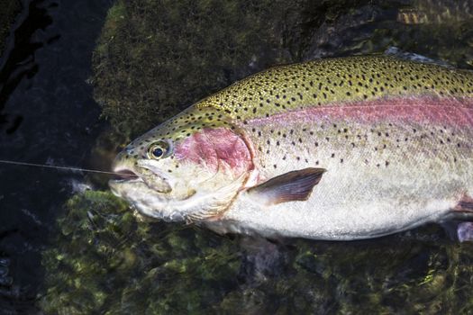 Large rainbow trout being landed in shallow water 