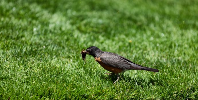 Robin bird gathering worms for feeding offspring