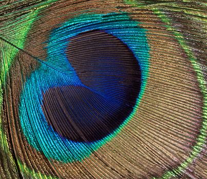 Peacock bird feather in filled frame