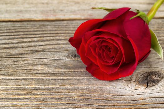 Close up of a single pristine red rose on stressed wood. Valentines day concept. Selective focus on right side front side of flower. 