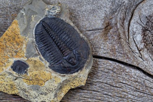 Close up of a perfect fossilized trilobite in sandstone on age wood