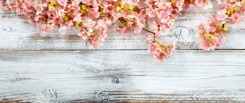 Overhead view of cherry blossom flowers in top border on white vintage wood for spring time concept