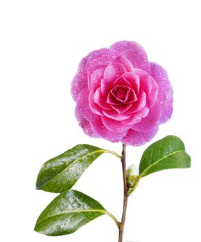 Vertical photo of single pink Camellia flower in full bloom with bud, stem and water drops isolated on white background