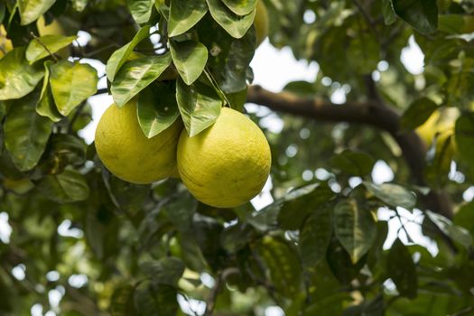 Ripe Pomelo Grapefruit hanging in tree in Hangzhou China 