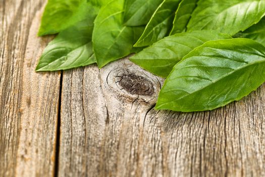 Large basil leafs on rustic wood. Selective focus on front leaf and knot in horizontal format. 