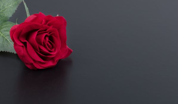 Close up of a single red rose on dark stone background