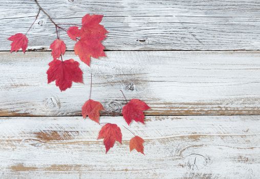 Seasonal red maple leaf decorations falling from branch on rustic white wooden board
