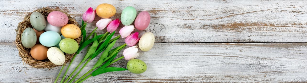 tulips next to a nest filled with colorful eggs on rustic white wooden boards for Easter Background 
