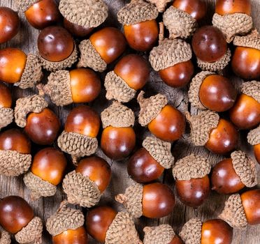 Overhead view of seasonal autumn acorn decorations in filled layout. 