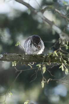 Cute Pygme owl in super green forest surroundings, Bialowieza, Poland