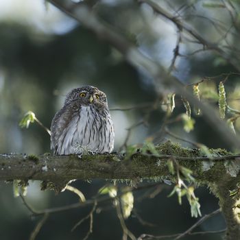 Cute Pygme owl in super green forest surroundings, Bialowieza, Poland