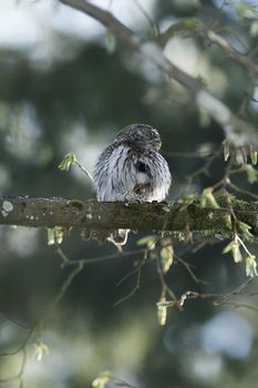 Cute Pygme owl in super green forest surroundings, Bialowieza, Poland