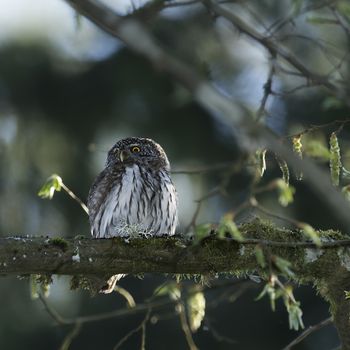 Cute Pygme owl in super green forest surroundings, Bialowieza, Poland