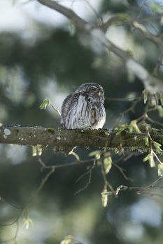 Cute Pygme owl in super green forest surroundings, Bialowieza, Poland