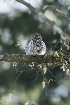 Cute Pygme owl in super green forest surroundings, Bialowieza, Poland